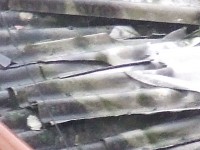 /album/immagini-dellamianto-2013-premere-esc-per-foto-piccola-/dscf3367-jpg/